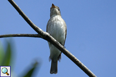 Braunschnäpper (Asian Brown Flycatcher, Muscicapa dauurica)