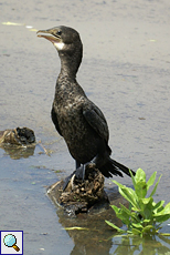 Braunwangenscharbe (Indian Cormorant, Phalacrocorax fuscicollis)