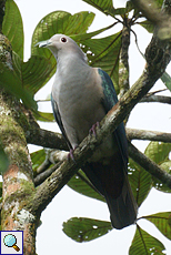 Bronzefruchttaube (Green Imperial Pigeon, Ducula aenea pusilla)