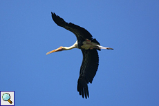 Buntstorch (Painted Stork, Mycteria leucocephala)
