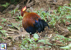 Ceylonhuhn (Ceylon Junglefowl, Gallus lafayettii), Sri Lankas Nationalvogel