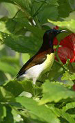 Ceylonnektarvogel