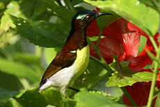 Männlicher Ceylonnektarvogel (Purple-rumped Sunbird, Nectarinia zeylonica zeylonica)