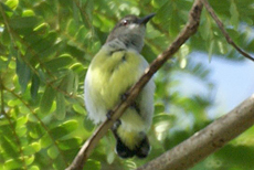 Weiblicher Ceylonnektarvogel (Purple-rumped Sunbird, Nectarinia zeylonica zeylonica)