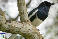 Männliche Dajaldrossel (Oriental Magpie Robin, Copsychus saularis ceylonensis)
