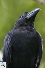 Dschungelkrähe (Black Crow, Corvus macrorhynchos culminatus)