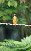 Eisvogel