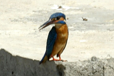 Eisvogel (Common Kingfisher, Alcedo atthis bengalensis)