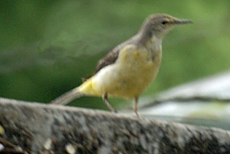 Gebirgsstelze (Grey Wagtail, Motacilla cinerea melanope)