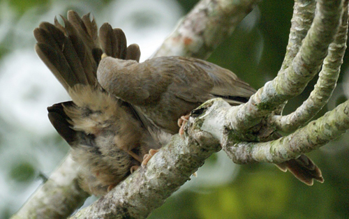 Gelbschnabeldrosslinge (Yellow-billed Babbler, Turdoides affinis taprobanus) bei der Gefiederpflege