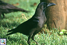 Glanzkrähe (House Crow, Corvus splendens protegatus)
