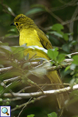 Goldbrauenbülbül (Yellow-browed Bulbul, Iole indica guglielmi)