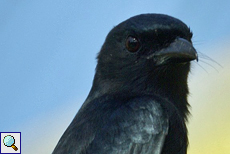 Graubrustdrongo (White-bellied Drongo, Dicrurus caerulescens)