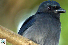Graubrustdrongo (White-bellied Drongo, Dicrurus caerulescens)