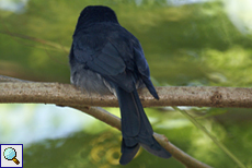 Graubrustdrongo (White-bellied Drongo, Dicrurus caerulescens)