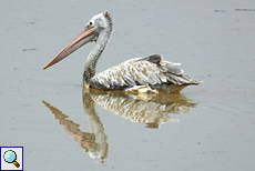 Graupelikan (Spot-billed Pelican, Pelecanus philippensis)