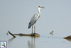 Graureiher (Grey Heron, Ardea cinerea)