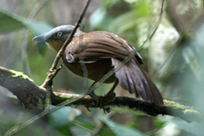 Graustirn-Häherling (Ashy-headed Laughing Thrush, Garrulax cinereifrons)