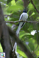 Männlicher Hainanparadiesschnäpper (Asian Paradise Flycatcher, Terpsiphone paradisi paradisi)