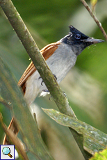 Weiblicher Hainanparadiesschnäpper (Asian Paradise Flycatcher, Terpsiphone paradisi)