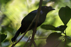 Haubendrongo (Crested Drongo, Dicrurus paradiseus lophorhinus)