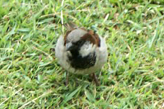 Männlicher Haussperling (House Sparrow, Passer domesticus indicus)