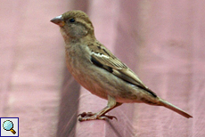 Weiblicher Haussperling (House Sparrow, Passer domesticus indicus)