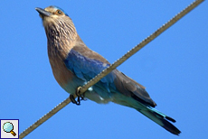 Hinduracke (Indian Roller, Coracias benghalensis indica)