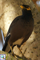 Hirtenmaina (Common Mynah, Acridotheres tristis melanosternus)