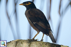 Hirtenmaina (Common Mynah, Acridotheres tristis melanosternus)