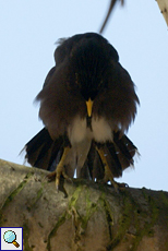 Hirtenmaina (Common Mynah, Acridotheres tristis melanosternus)