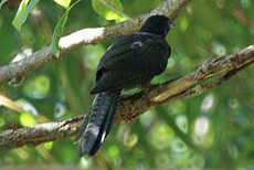 Indischer Koel (Common Koel, Eudynamys scolopacea scolopacea)