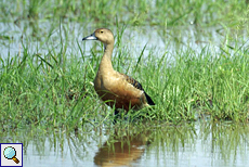 Javapfeifgans (Lesser Whistling Duck, Dendrocygna javanica)