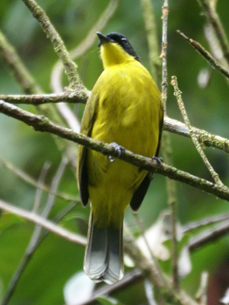Kapuzenbülbül (Black-headed (Yellow) Bulbul, Pycnonotus melanicterus flaviventris)