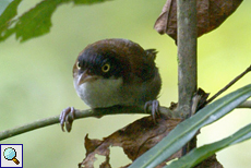 Kapuzentimalie (Dark-fronted Babbler, Rhopocichla atriceps siccata)