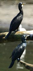 Kormoran