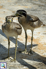 Krabbentriel (Great Thick-knee, Esacus recurvirostris)