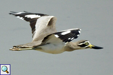 Krabbentriel (Great Thick-knee, Esacus recurvirostris)