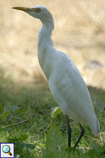 Kuhreiher (Cattle Egret, Bubulcus ibis)