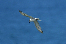 Lachseeschwalbe (Gull-billed Tern, Gelochelidon nilotica nilotica)