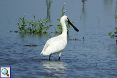 Löffler (Eurasian Spoonbill, Platalea leucorodia leucorodia)