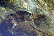Nester der Malabar-Salangane (Indian Edible-nest Swiftlet, Collocalia unicolor)