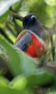 Malabar-Trogon