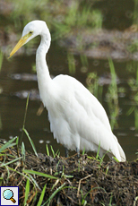 Mittelreiher (Intermediate Egret, Egretta intermedia intermedia)