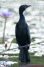 Mohrenscharbe (Javanese Cormorant or Little Cormorant, Phalacrocorax niger)