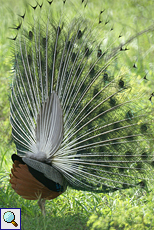 Balzender männlicher Pfau (Indian Peafowl, Pavo cristatus)