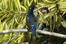 Männlicher Purpurnektarvogel (Purple Sunbird, Nectarinia asiatica asiatica)