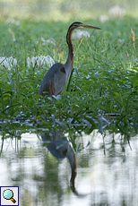 Purpurreiher (Purple Heron, Ardea purpurea manilensis)