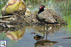 Rotlappenkiebitz (Red-wattled Lapwing, Vanellus indicus)
