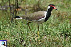 Rotlappenkiebitz (Red-wattled Lapwing, Vanellus indicus)